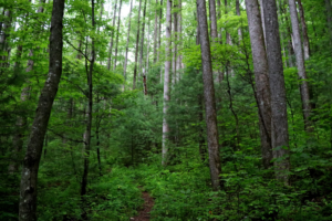 Flat Creek Loop Trail
