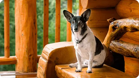 pet friendly cabins
